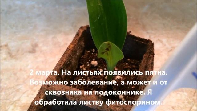 Канна из семян. Kanna.