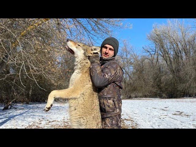 охота на волка в Астрахани.