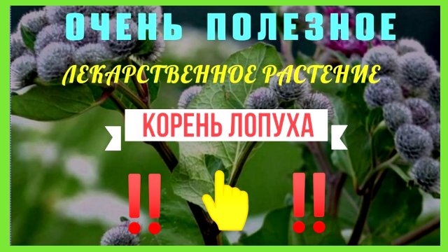 Корень лопуха. Корень лопуха - очень полезное лекарственное растение