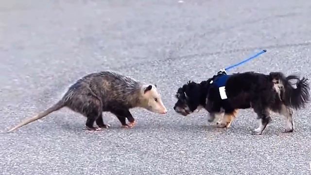 Опоссум. Притворяется мёртвым, чтобы выжить, ворует яйца птиц и кушает змей!