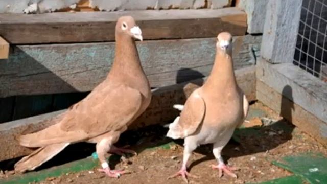 почтовые / спортивные голуби, подбор. / postal / sports pigeons, selection.