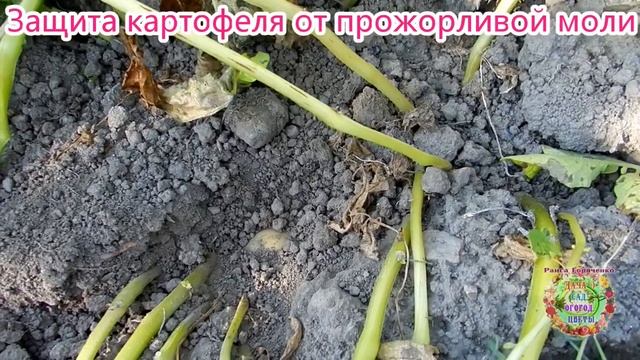 Защита картофеля от прожорливой моли