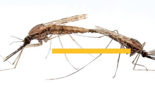 Интересные факты о комарах