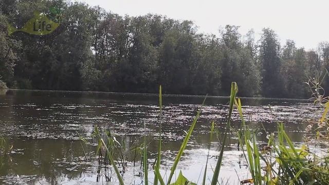 На это карп клюет как бешенный в сентябре! Лучшие наживки и насадки на карпа в сентябре!