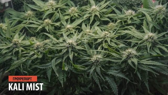 Гроурепорт KALI MIST