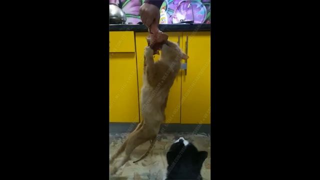 Отдай мясо, рыжая морда!