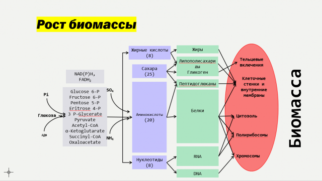 Дрожжи. Морфология и метаболизм. Вебинар. Виталий Моторин. Ферментис_самогоноварение_азбука винокура