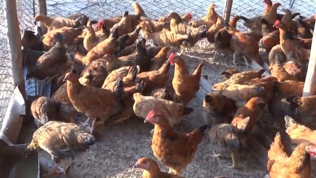 Куры породы Кучинская Юбилейная