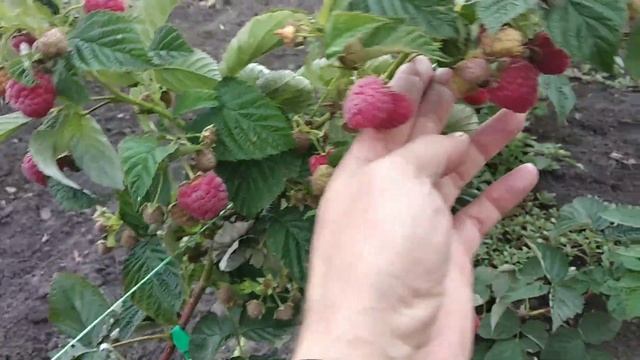 малина Маравилла в первый год плодоношения