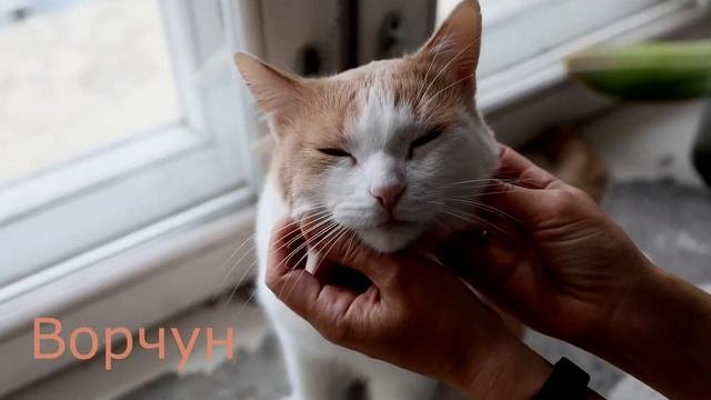 Ворчун