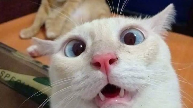 РЖАЧНЫЕ КОШКИ ? Приколы с котами