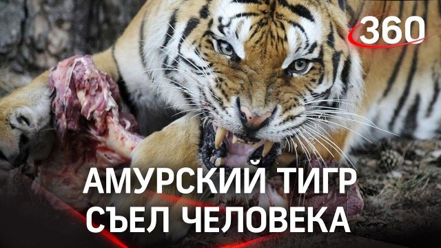 Амурский тигр съел человека в Хабаровском крае. Людоеда пристрелили