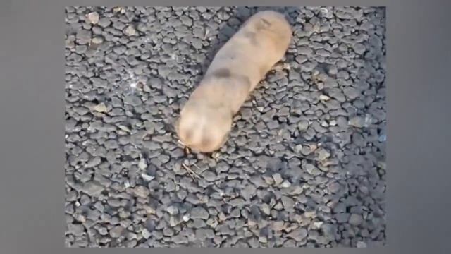 СУЩЕСТВА КОТОРЫЕ ВЫ НИКОГДА РАНЬШЕ НЕ ВИДЕЛИ