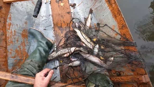 Сапоги, собака, тайга #11