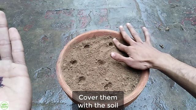 Turnip || Grow Turnips at Home || Grow Turnips In Pots || Navets