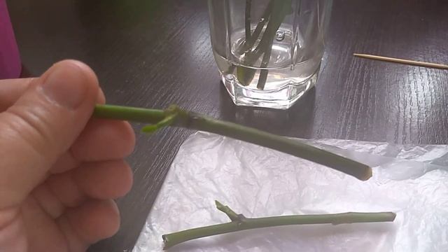 Как прорастить деток на срезанных цветоносах Орхидей ( ответы на вопросы)