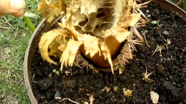 сгнил пахиподиум(эксперимент)