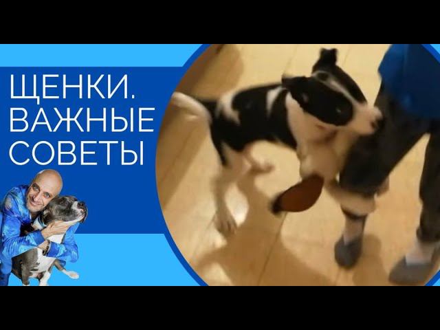 Щенки(важные советы)
