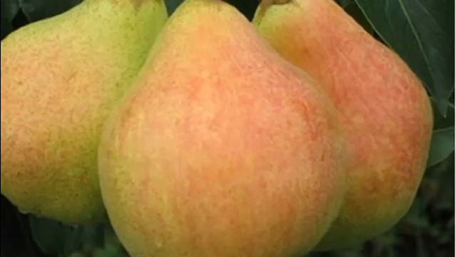 ГРУША ПАМЯТЬ ЯКОВЛЕВА: ОПИСАНИЕ, ФОТО