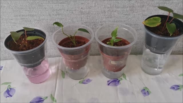 Фитильный полив для антуриума, можно ли выращивать антуриум на фитиле?