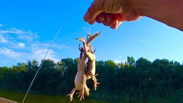 🛑СОМ КИШИТ мы В САМЫХ ДИКИХ МЕСТАХ Астрахани рыбалка