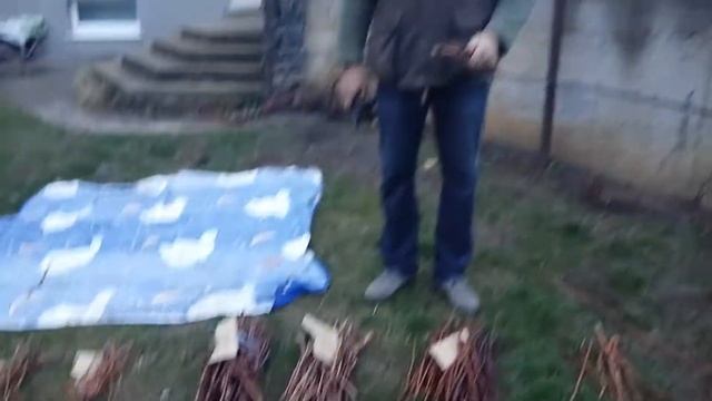 Виноград. Заготовка и хранение черенков винограда осенью. Как заготовить черенки винограда.
