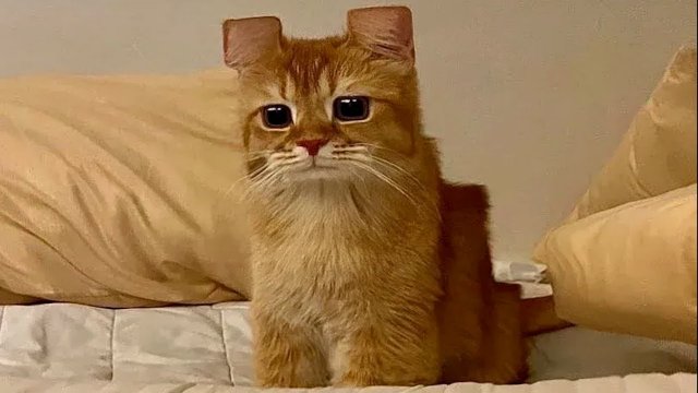 Я РЖАЛ ЦЕЛЫЙ ЧАС?ПОДБОРКА СМЕШНЫХ КОТОВ И СОБАК ДЛЯ ХОРОШЕГО НАСТРОЕНИЯ? #12