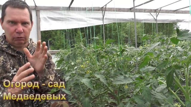 Тонкости формирования детерминантных сортов томатов