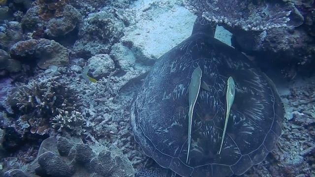 Ocean.relax.relaxing music to relieve stress. underwater wonders.Океан.музыка для снятия стресса .