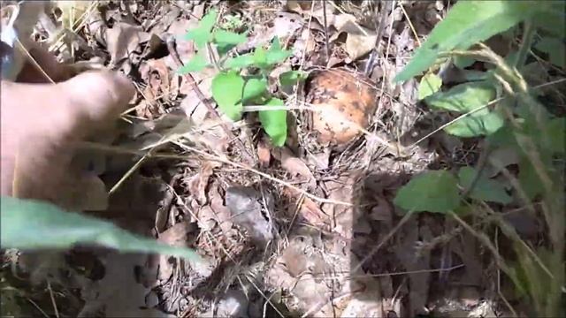 Какие грибы растут в дубовом лесу в июле.