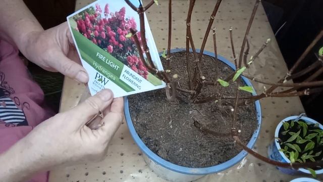 ОБЗОР СУПЕРНОВИНКИ ГОРТЕНЗИИ ФАЙЕР ЛАЙТ.