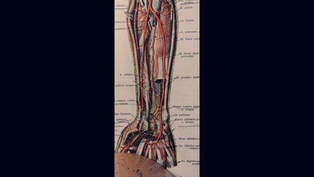 Лучевая артерия. A. Radialis / Анатомия / Нормальная Анатомия