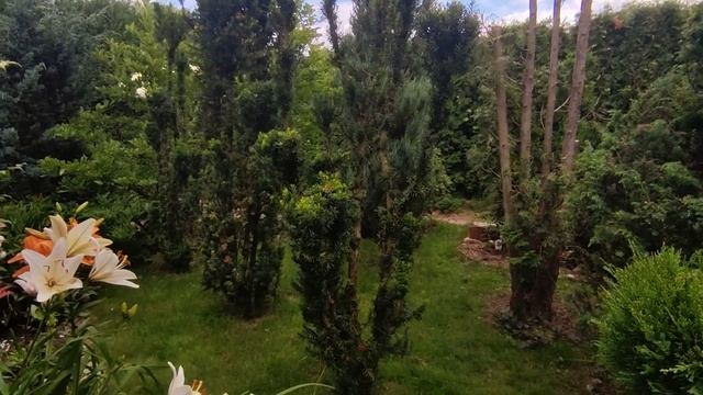 Прогулка по причудливому саду Людмилы ??? Хвойные растения в дизайне сада ??