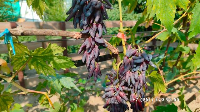 Виноград Хэллоуин