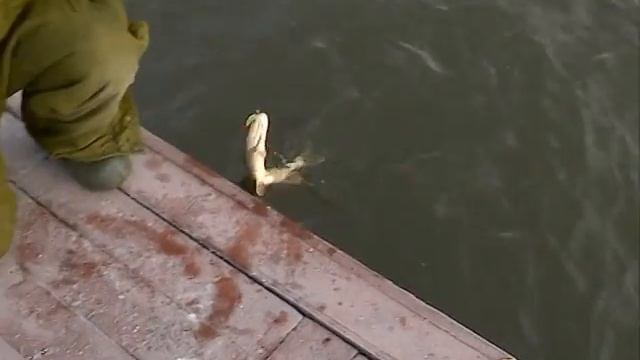 Рыбак Рыбаку 377 "Рыбалка мечты".