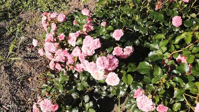 Роза почвопокровная "4 Сезона"