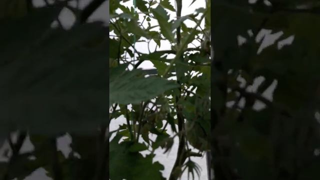 Помидоры с БЕЗРАЗМЕРНЫЙ.