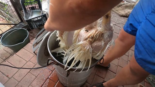 Забой бройлеров КОББ-500 в 40 дней