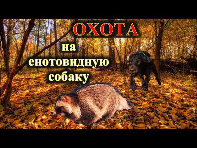 Охота на енотовидную собаку, дратхаар Азарт