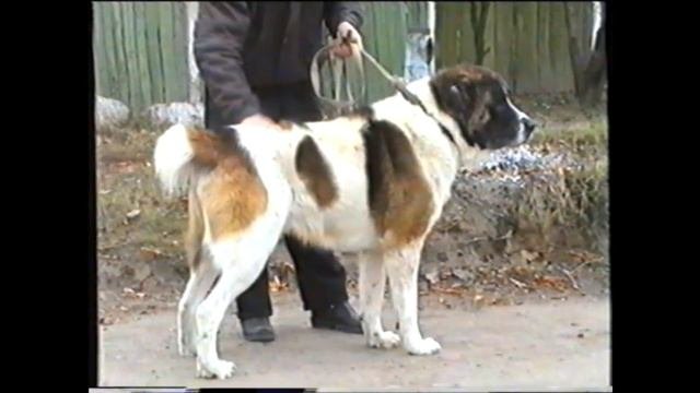 Басар / Туркменский алабай / Обменяли на автомобиль