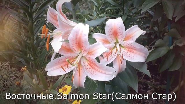 Лилии. С названиями сортов.#лилии#лилиисорта#лилиифото#фанатлилий