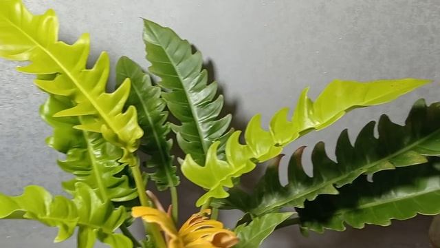 Моя коллекция филодендронов. Часть 1.