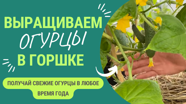 Хотите выращивать огурцы вне сезона и даже зимой? Рассказываем, как - реальный опыт.