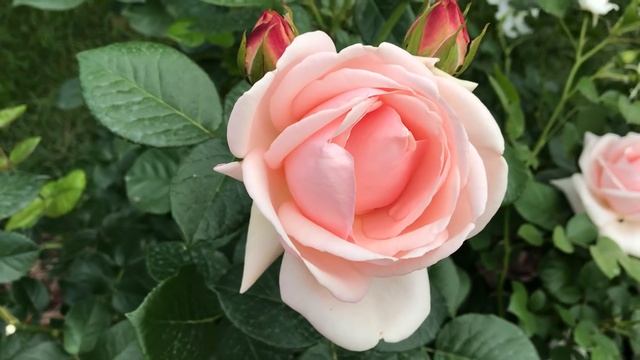 РОЗА АФРОДИТА Tantau.