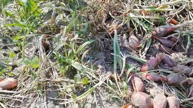 Лук СОРОКОЗУБКА 20 21 г //Вопросы и ответы// # 5#