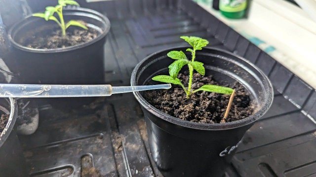 Я одна из тех садоводов, что выращивает много помидор с 10 кустиков. Делюсь ценными секретами.