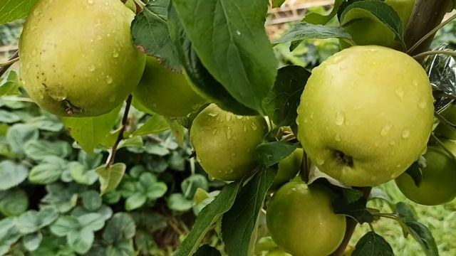 Яблоня Братчуд  - чудо яблоня!!!