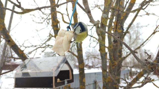 Чем кормить птиц зимой!
