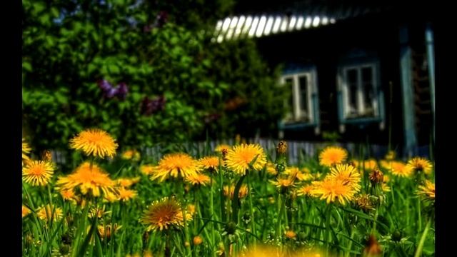 Трава у дома. "Земляне"