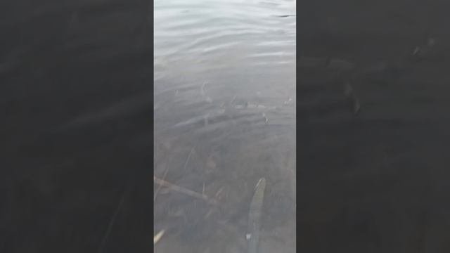 1667573682387.mp4
